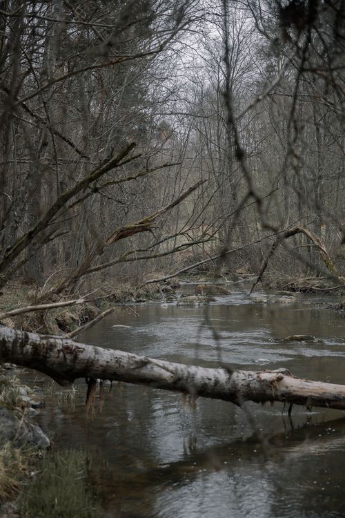Free Peaceful forest stream in autumn with fallen trees and overcast sky. Stock Photo