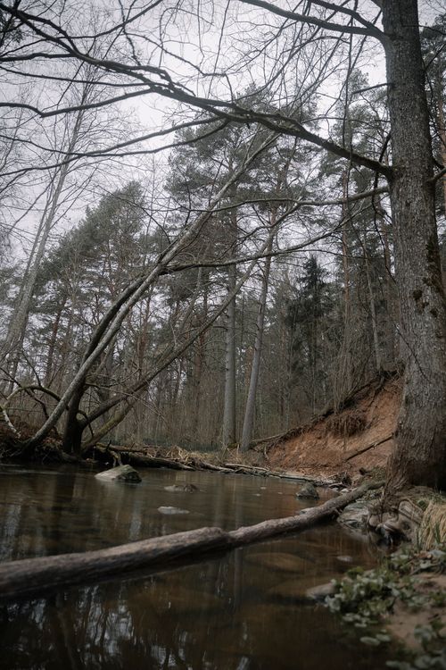 Free A tranquil creek flowing through a dense forest during autumn, showcasing nature's beauty. Stock Photo