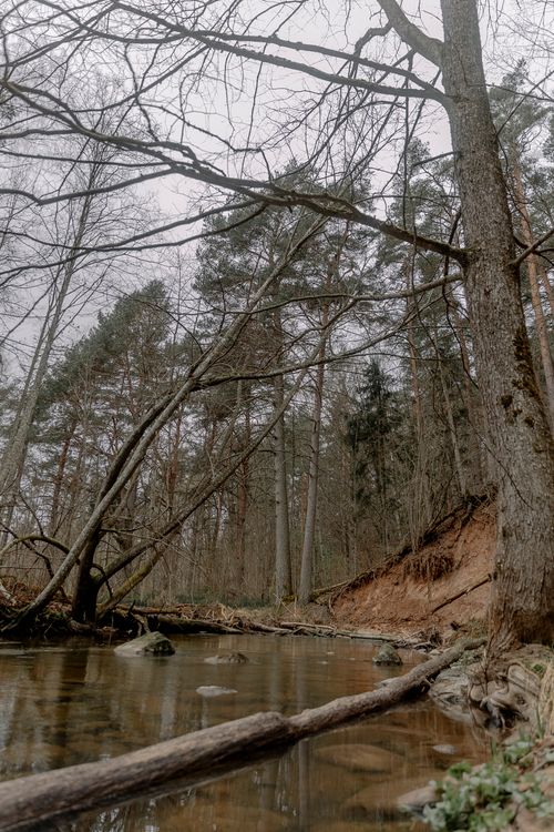 Free A peaceful stream flowing through a forest with bare trees under an overcast sky. Stock Photo