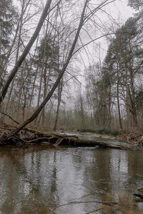 Kostenloses Stock Foto zu bäume, fließendes wasser, natur