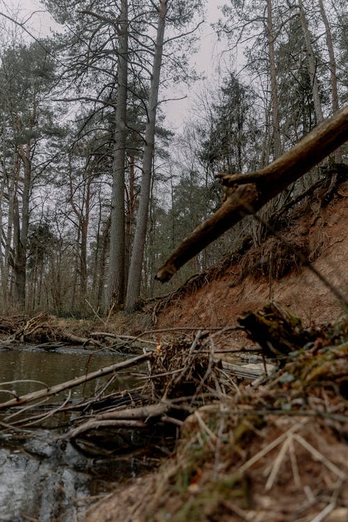 Photo of Fallen Branches on the Riverbank