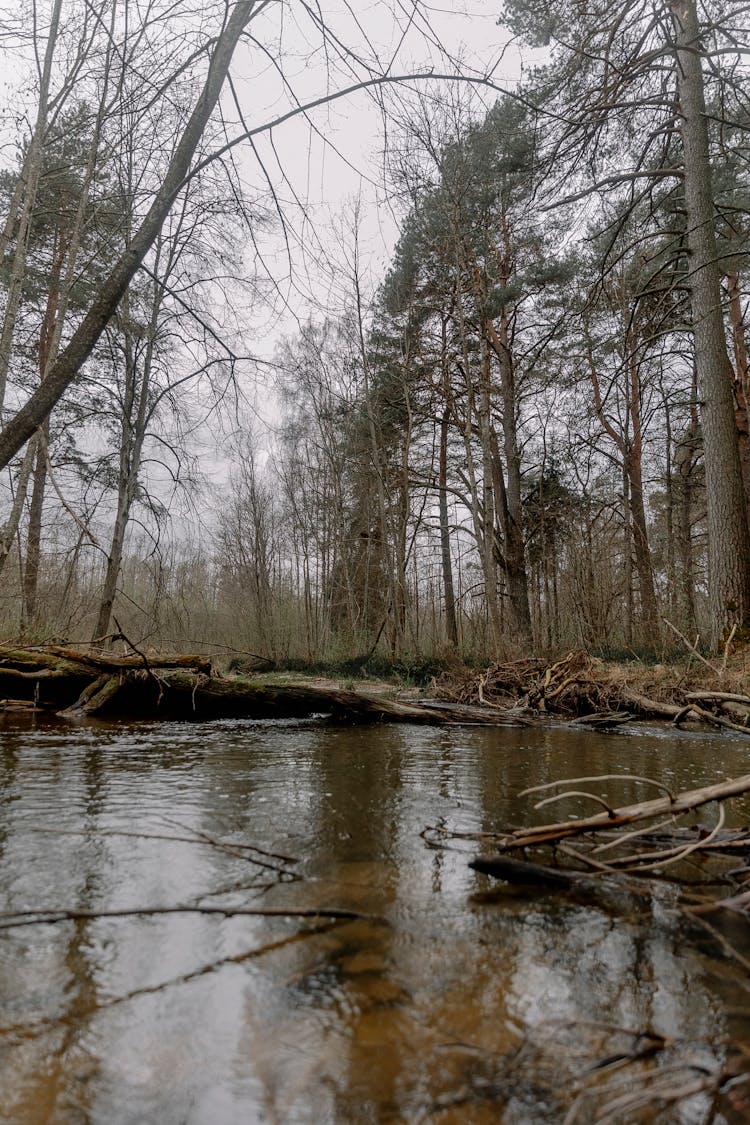 Photo Of A Creek In The Woods