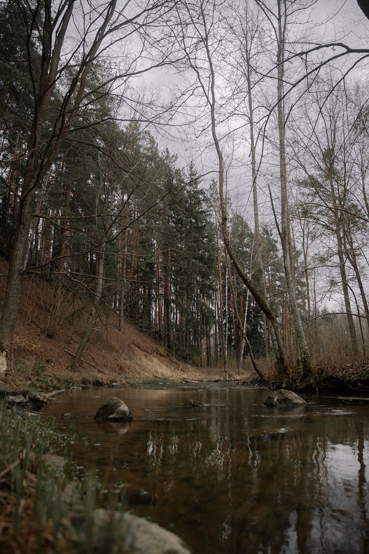 Photo Of A Wild Riverbank In The Forest 