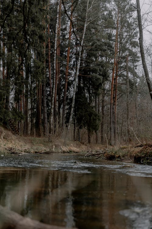 Kostenloses Stock Foto zu bäume, fließendes wasser, natur