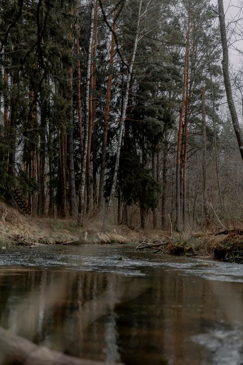 Free A serene view of a forest stream surrounded by tall trees, perfect for nature enthusiasts. Stock Photo
