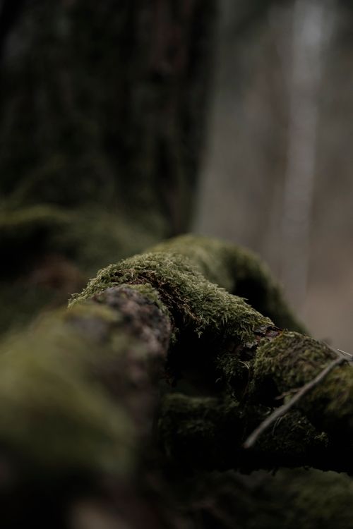Free Close-up of moss on a tree root in a serene forest setting, showcasing natural textures. Stock Photo