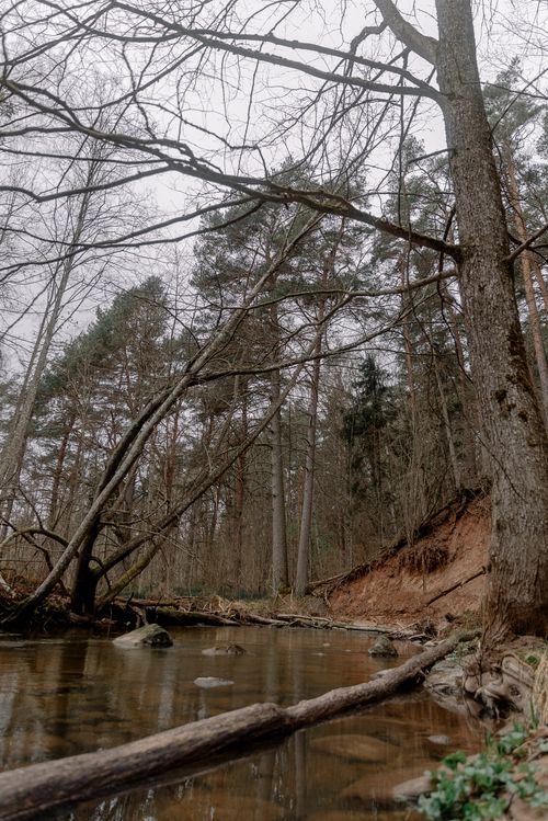 Free A peaceful forest stream flows through a serene, wooded landscape with bare trees. Stock Photo