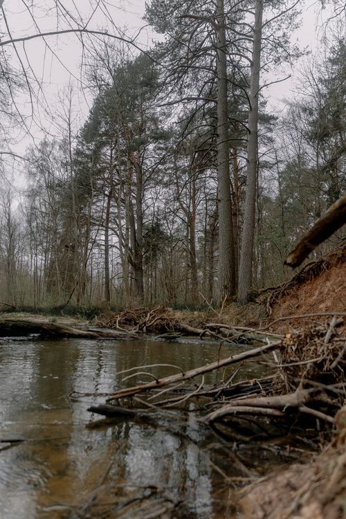 Free Peaceful forest scene with a calm stream and towering trees, perfect for nature lovers. Stock Photo