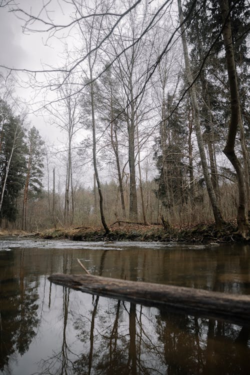 Photo of Trees Reflecting in the River