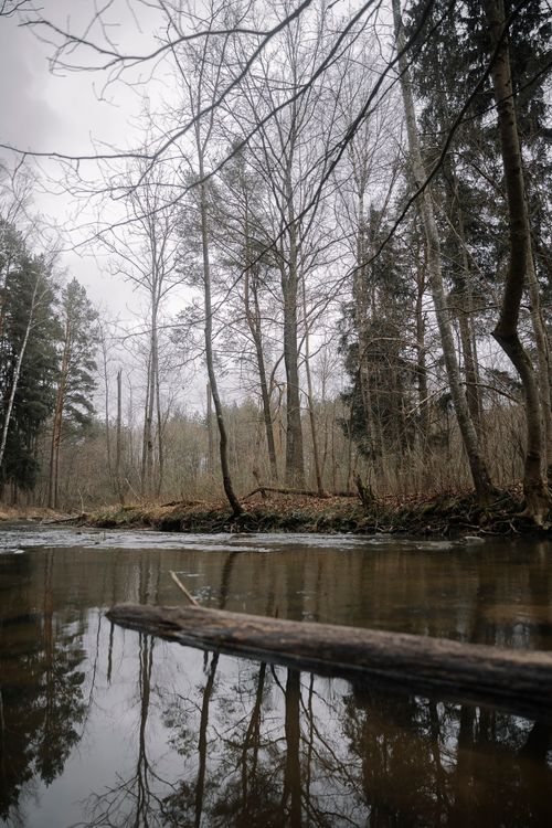Free Peaceful fall forest scene with a river reflecting the bare trees. Stock Photo