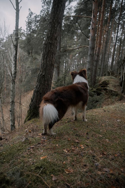 Imagine de stoc gratuită din animal, animal de casă, animale de companie