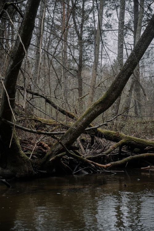 Free Reflective creek in a tranquil autumn forest with bare trees and fallen branches. Stock Photo