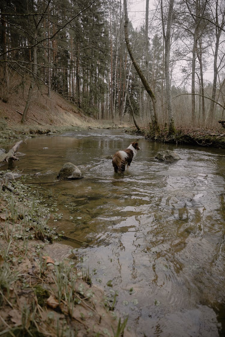 Photo Of A Dog In A Forest Creek