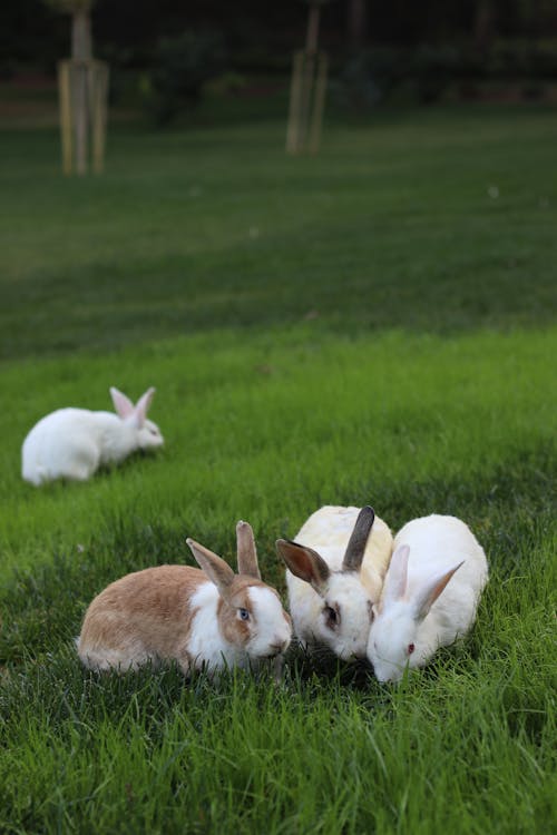 Fotobanka s bezplatnými fotkami na tému domáce zviera, farma, králik