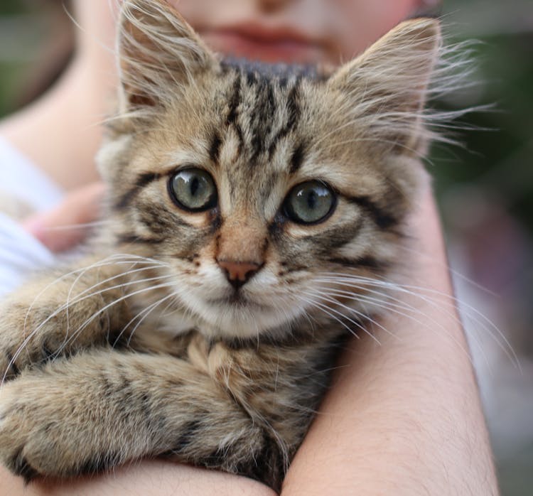 Photo Of A Person Holding An Adorable Kitten