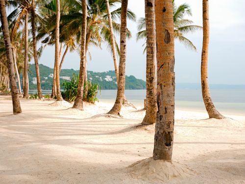 Free Beautiful beach lined with palm trees on a sunny day, perfect for summer relaxation. Stock Photo