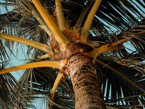 Close up of Palm Tree