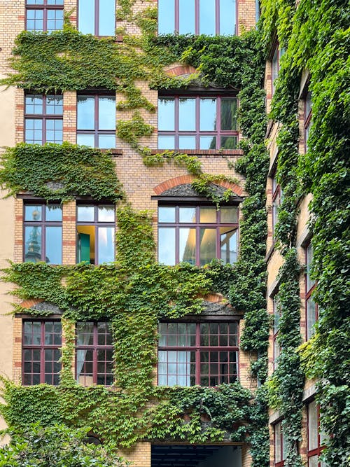 Ivy Decorating Building