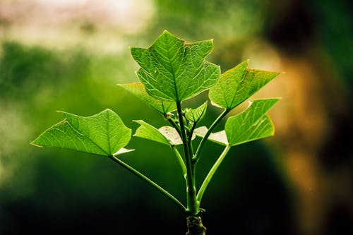 Green Leaves in a Forest 