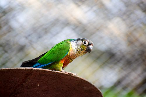 Free Colorful conure parrot perched outdoors in Atari, India, showcasing vivid plumage. Stock Photo