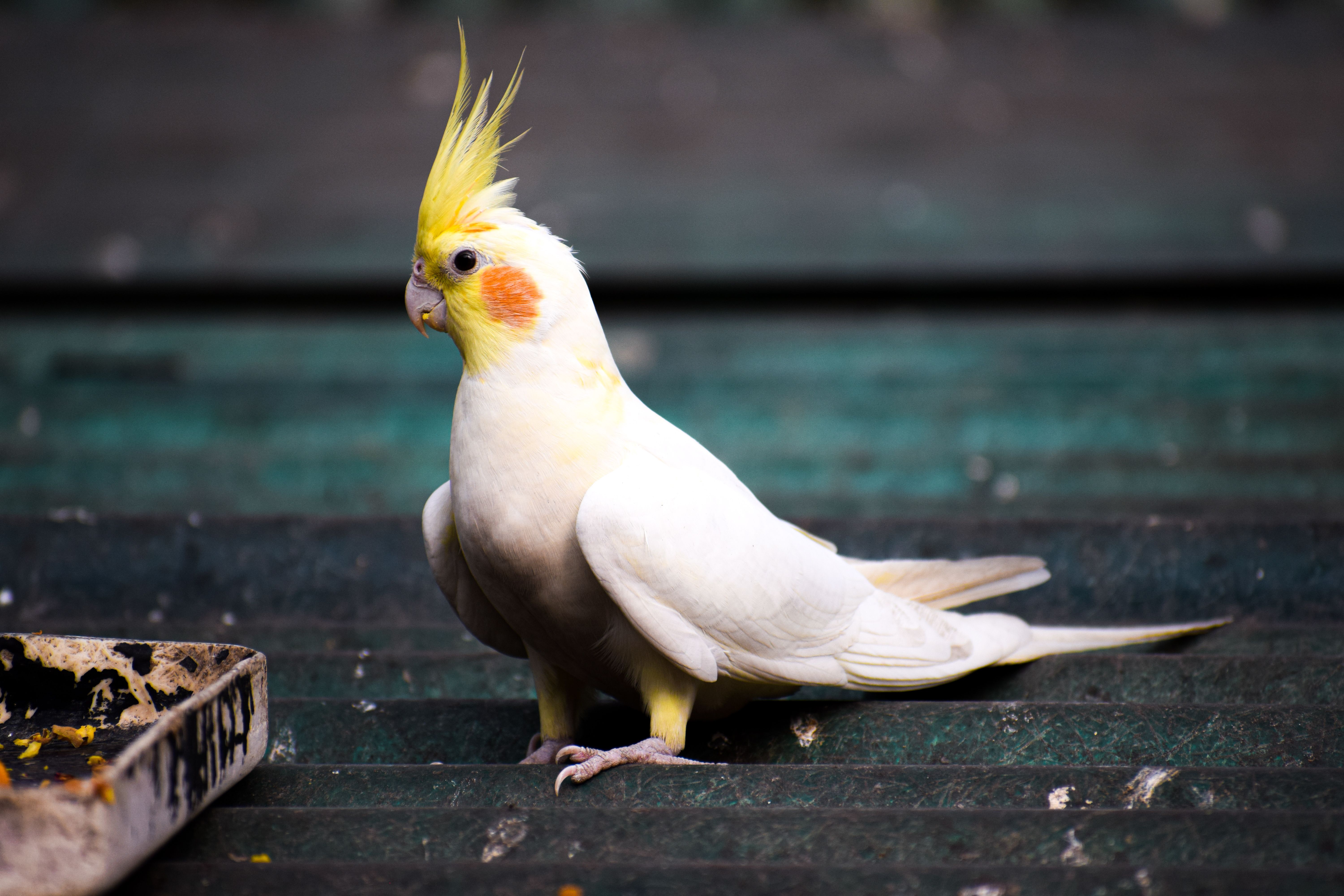 Close-up of a white cockatiel with a yellow crest outdoors in Atari, India.