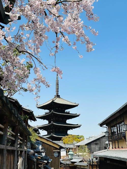 Blossoming Cherry Tree by the Yasaka Pagoda in Kyoto, Japan