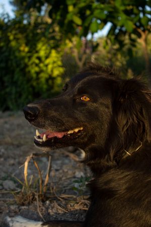 Dog stock photo used for demo profile Olive