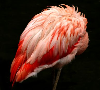 Pink Flamingo