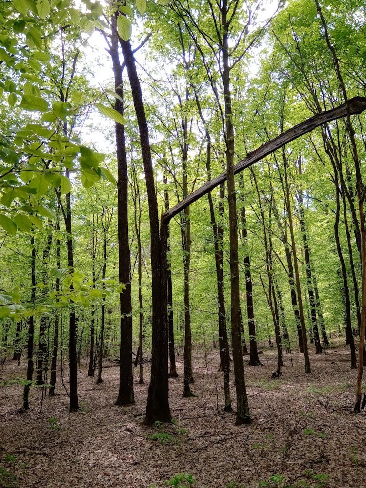 Broken Tree In Green Forest