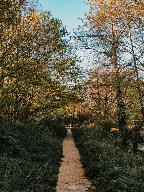 Free Tranquil narrow path through lush greenery in a London park, perfect for nature walks. Stock Photo