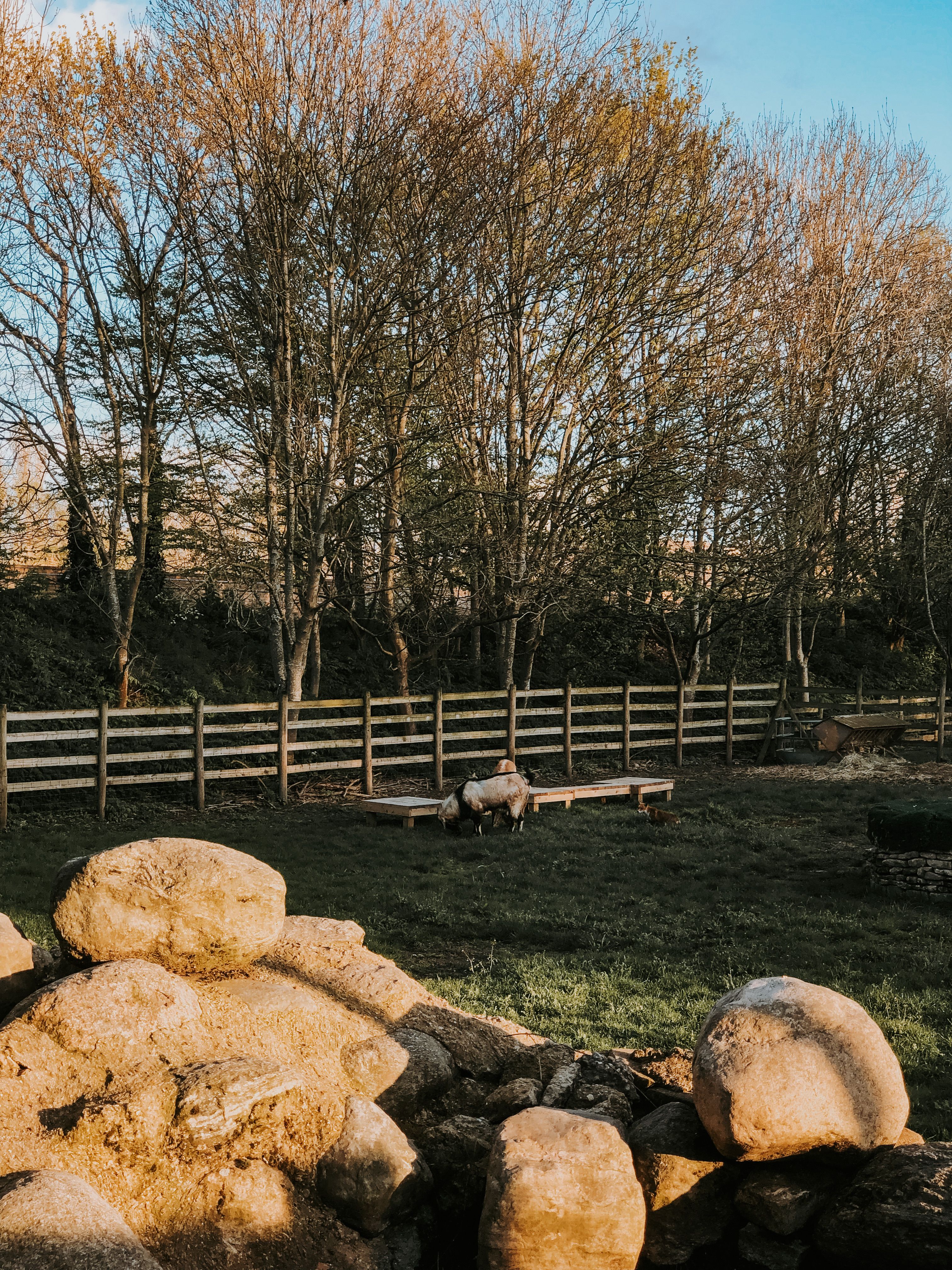 Sheep grazing near a wooden fence in a sunlit rural area surrounded by trees.
