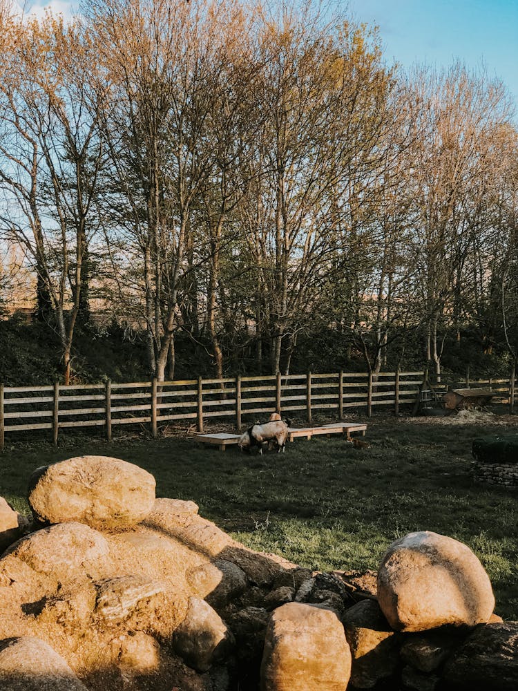 A Sheep Grazing Near A Wooden Fence