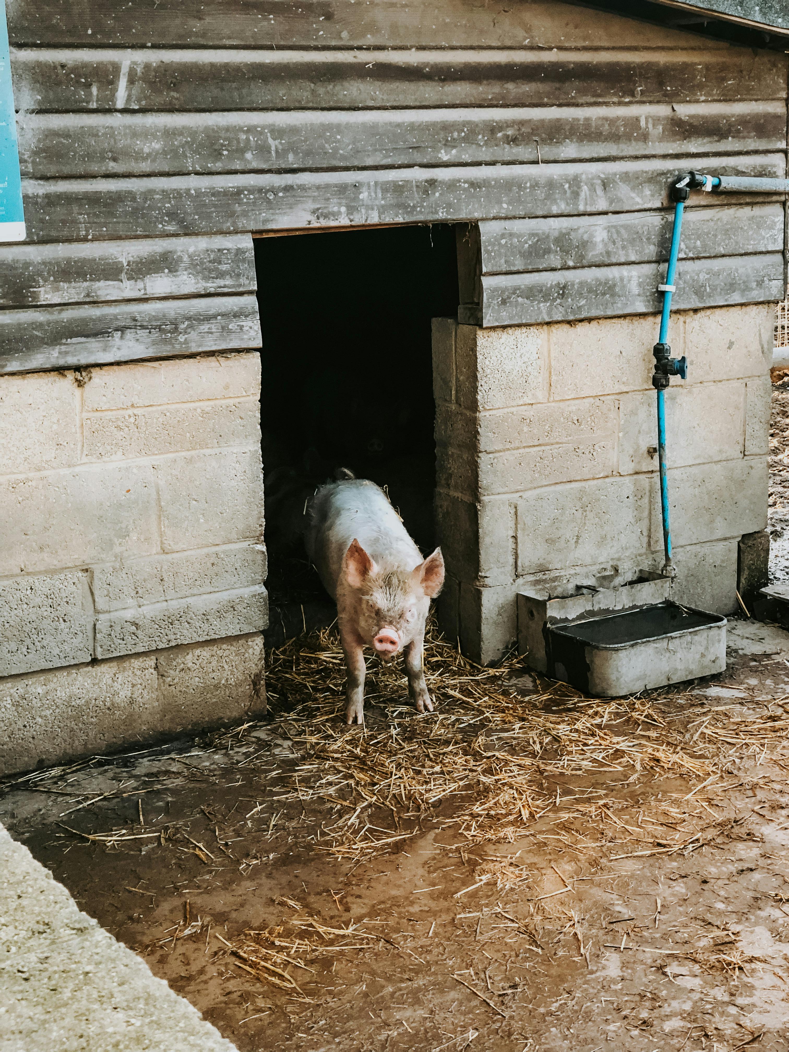 pig in barn