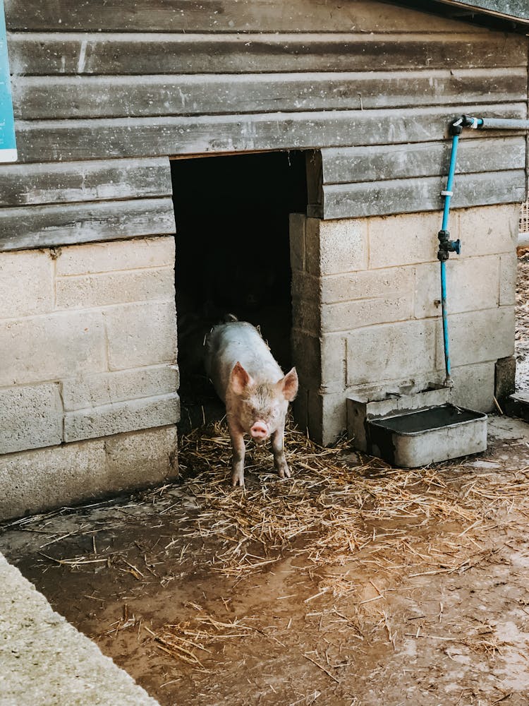 Pig In Barn