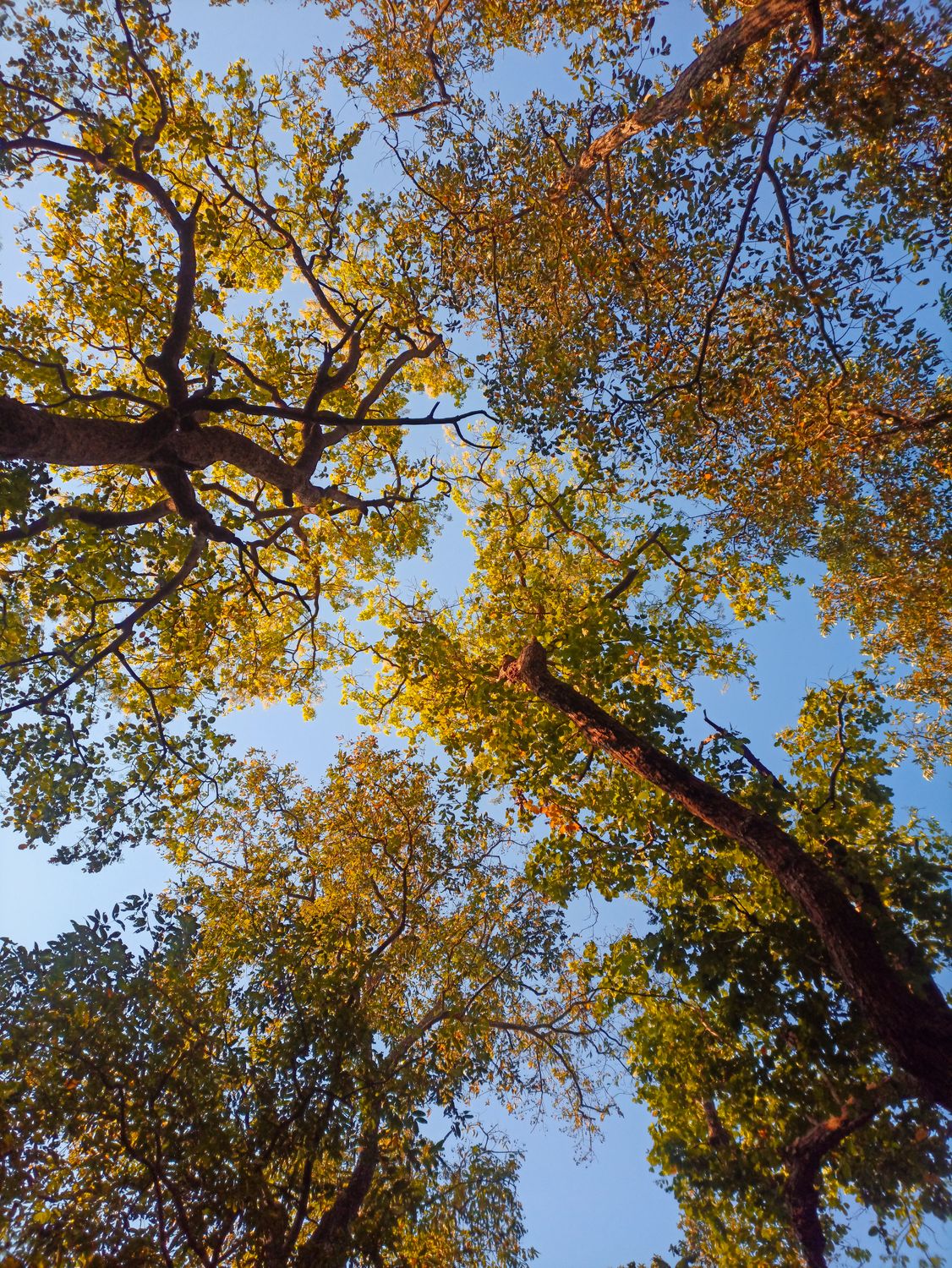 A view of the trees from the ground looking up · Free Stock Photo