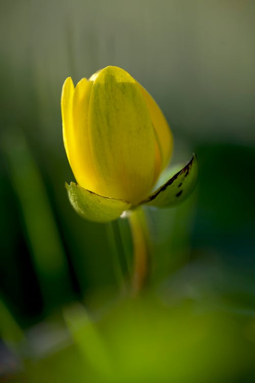 Close-up of a Yellow Tulip 