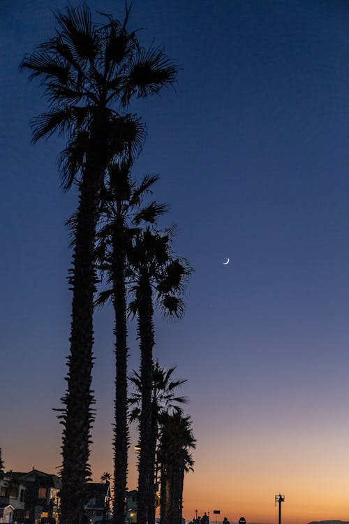 Silhouette Of Coconut Trees