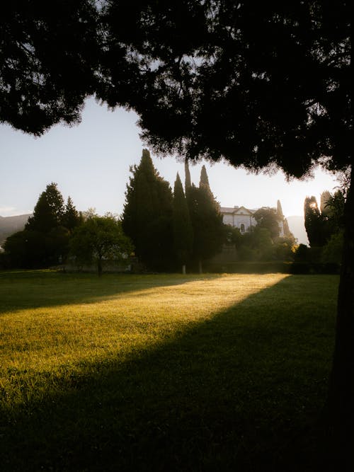 Green Lawn with Trees on Sunny Day