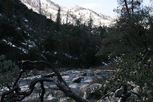 River in Forest