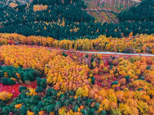 Aerial Shot Of Trees