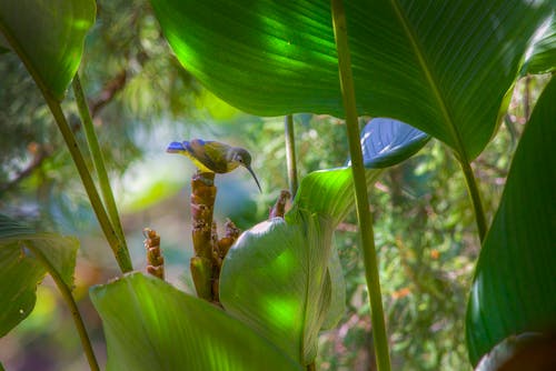 Hummingbird in Nature