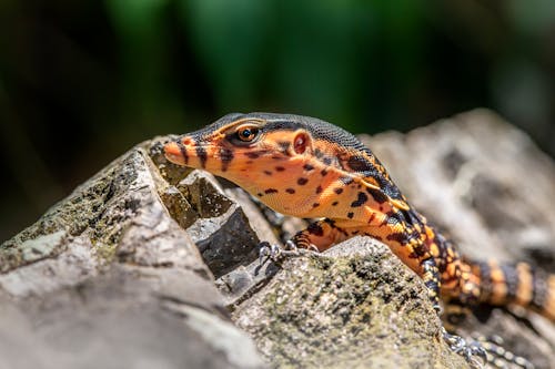 Lizard on Stone