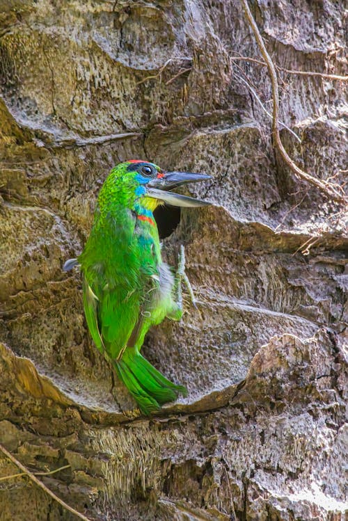 Foto d'estoc gratuïta de au, barbet de corona vermella, fons de pantalla per al mòbil