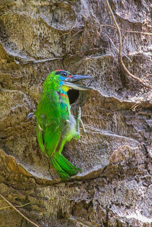 Free Vibrant Red-Crowned Barbet perched on a tree in Ao Nang, Thailand, showcasing its colorful plumage. Stock Photo