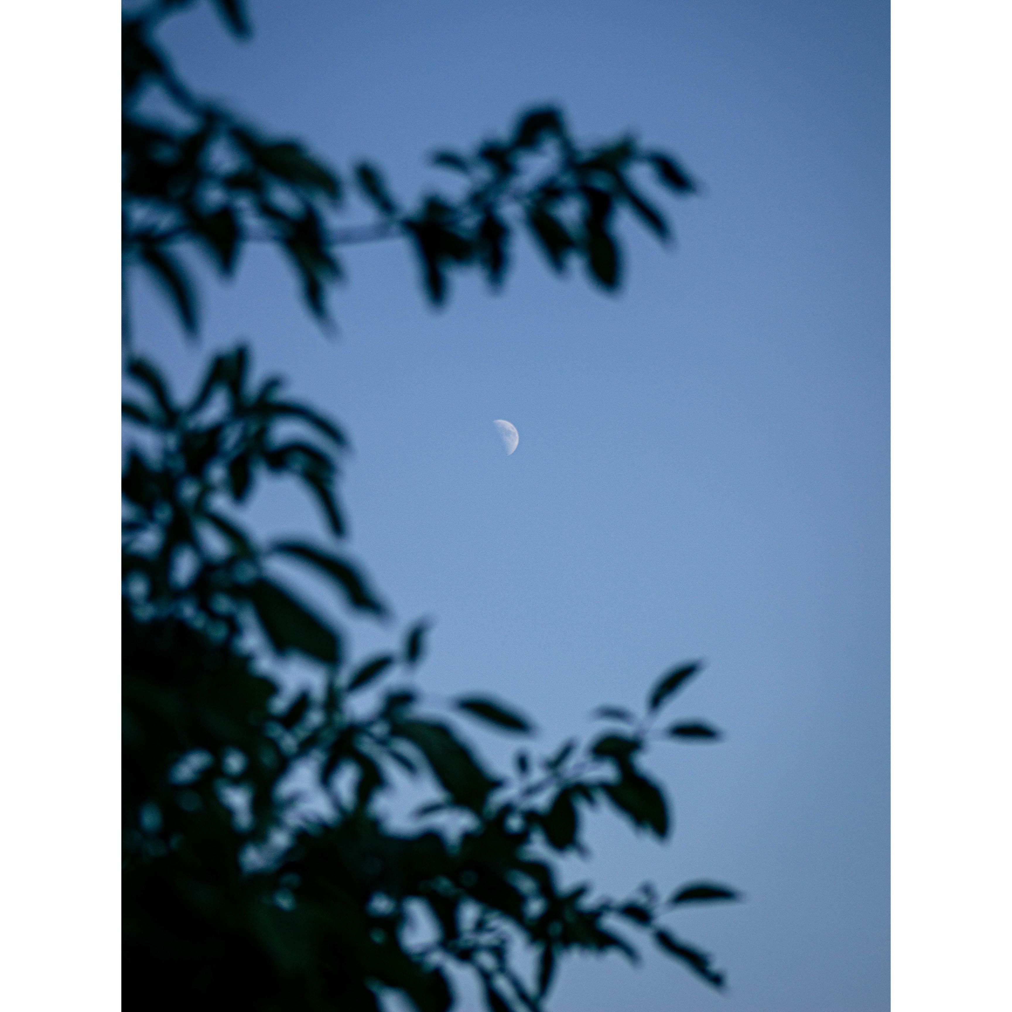 Crescent moon in a serene evening sky, framed by dark silhouetted tree leaves.