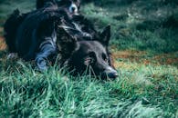 一只边境牧羊犬躺在户外郁郁葱葱的绿草中，特写镜头展现了它专注的目光