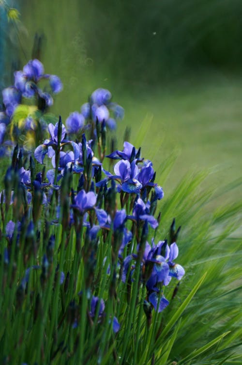 Blue irises in a field of grass