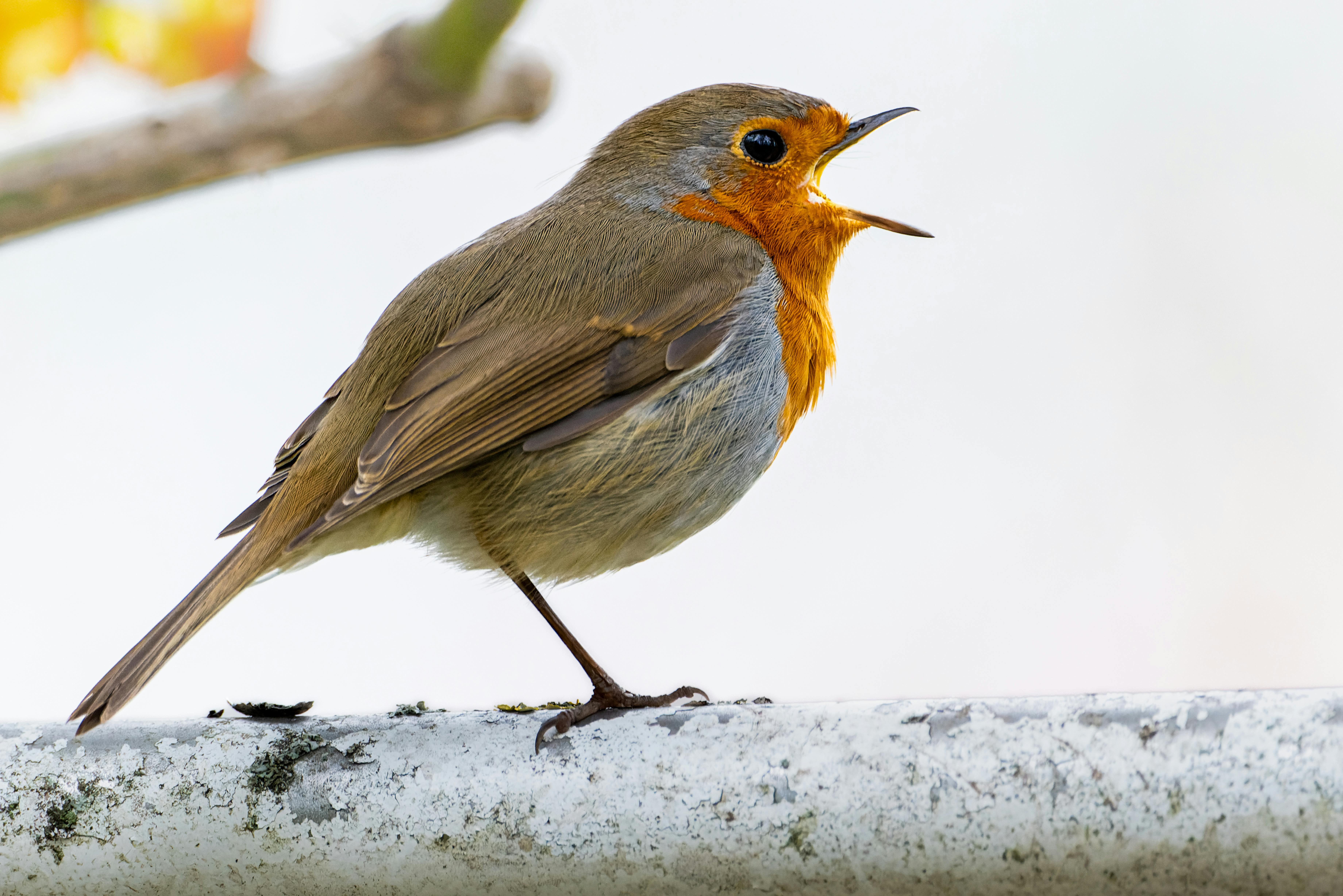 small robin bird