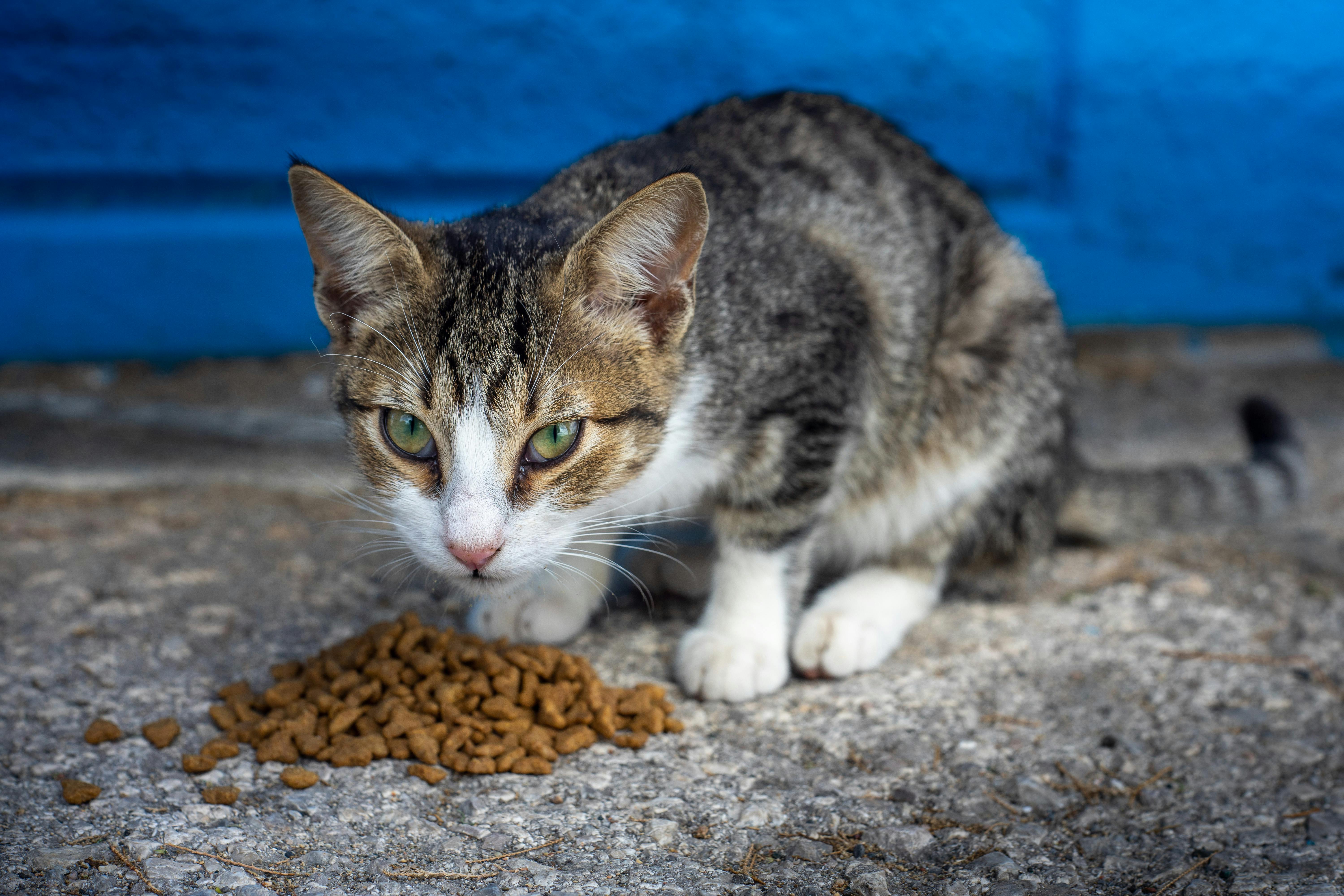 Delving Into Feline Nutrition Choosing The Right Cat Food