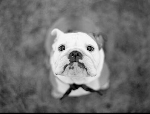 Head of Pitbull in Black and White